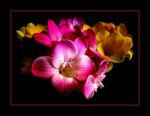 Anarion- zdj�cie