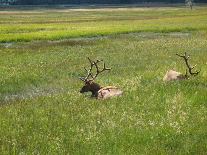 Yellowstone Park - Wildlife