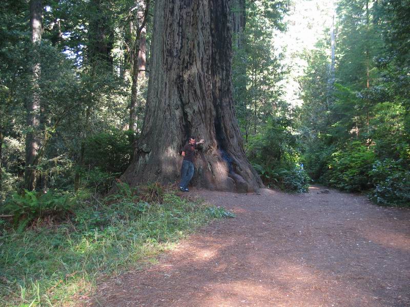 Redwood National Park - northern CA