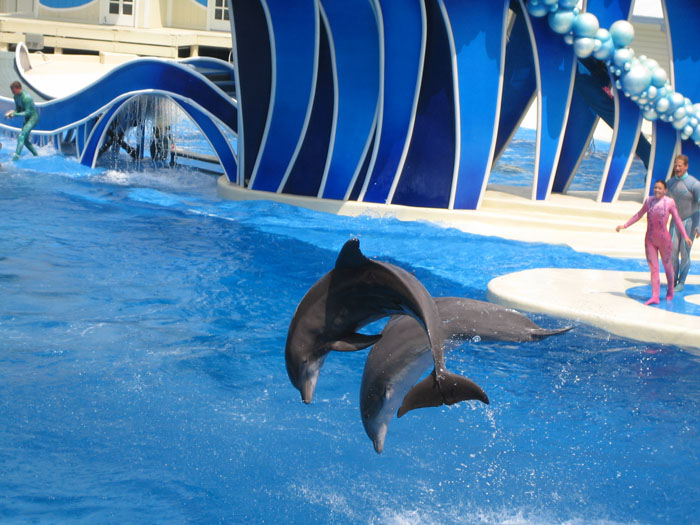 delfinki