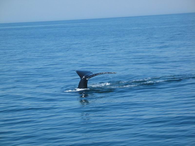 ogon wieloryba - Cape Cod