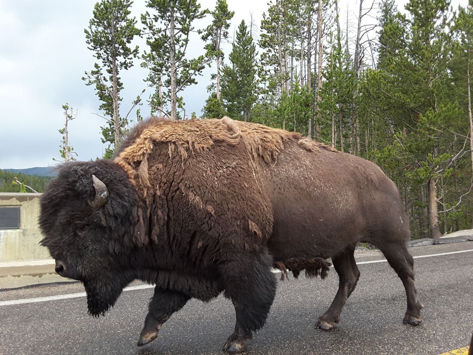 Buffalo @ Yellowstone